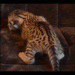 savannah kittens for sale y2t