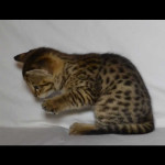 savannah kittens for sale y2u