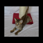 savannah kittens for sale y2v