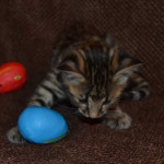 savannah kittens for sale y2w