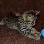 savannah kittens for sale y2x