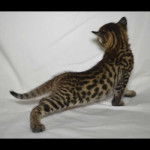 savannah kittens for sale y2y