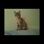 savannah kittens for sale y2z