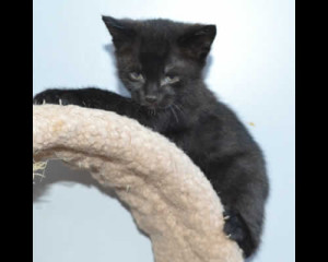 savannah kittens genf3