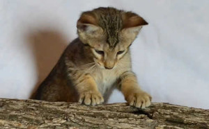 savannah kittens genf6