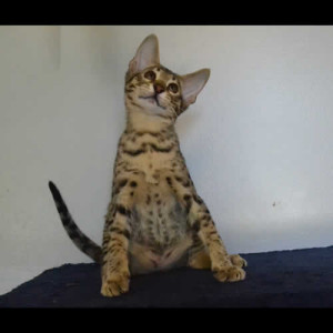 savannah kittens king1b