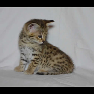 savannah kittens teddy1a