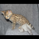 savannah kittens y1b