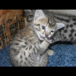 savannah kittens y1c