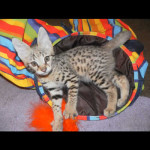 savannah kittens y1e