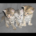 savannah kittens y1g