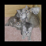 savannah kittens y1h