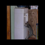 savannah kittens y1i