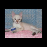 savannah kittens y1j