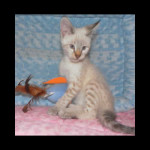 savannah kittens y1k