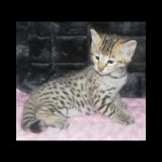 savannah kittens y1l