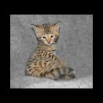 savannah kittens y1m