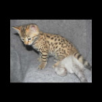 savannah kittens y1n