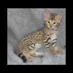 savannah kittens y1o