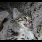 savannah kittens y1q