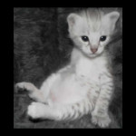 savannah kittens y1r