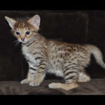 savannah kittens y1u