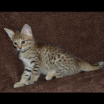 savannah kittens y1