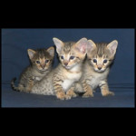 savannah kittens y1x