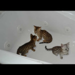 savannah kittens y1y