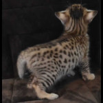 savannah kittens y1z