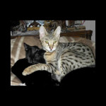 savannah kittens ya1f