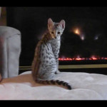 savannah kittens ya1m