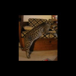 savannah kittens ya1k