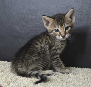 sbt savannah kittens mf11062b