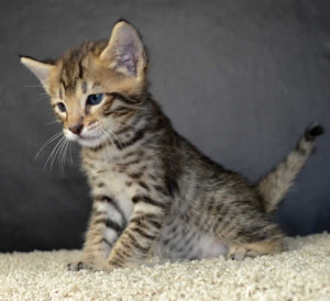 sbt savannah kittens mm1062d
