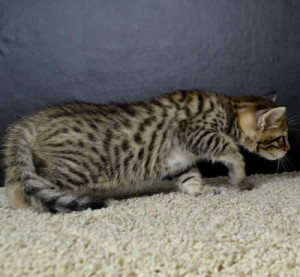 sbt savannah kittens mm1062a