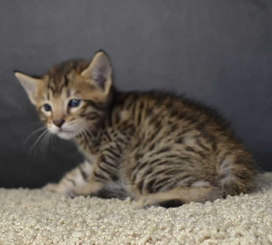 sbt savannah kittens mm1062b