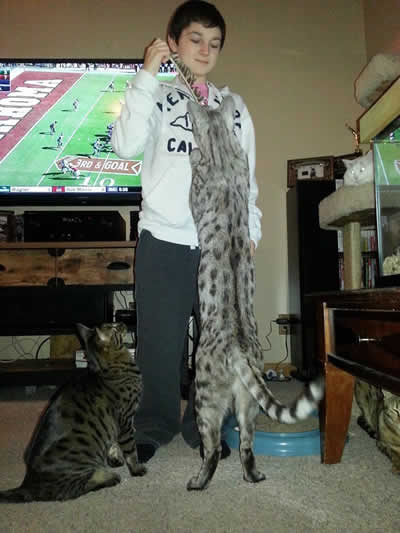 F2 Savannah Kittens Available in Ohio Savannah Cats Call ...