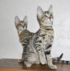 Life with Savannah Cats A1