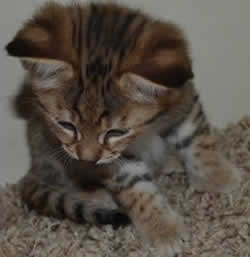 Savannah Kittens for Sale twib