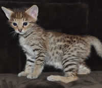 Savannah Kittens Twia C