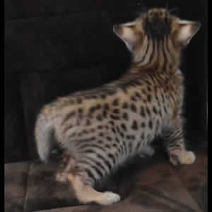 Savannah Kitten Twi D
