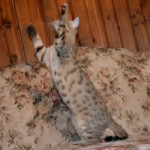 maggie savannah cat 1a