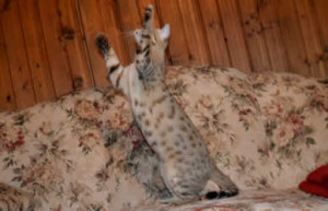 maggie savannah cat 1a