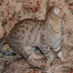 maggie savannah cat 1b