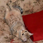 maggie savannah cat 1c