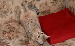 maggie savannah cat 1c