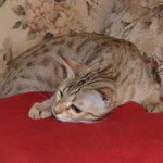 maggie savannah cat 1d