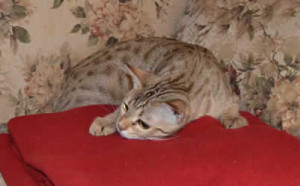 maggie savannah cat 1d