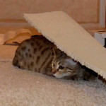 maggie savannah cat 1e